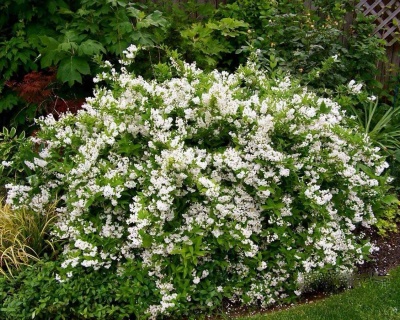 Дейция шершавая "Прайд оф Рочестер" (Pride of Rochester)