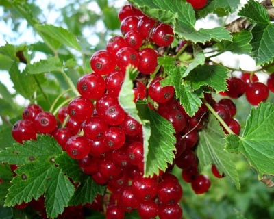 Смородина "Версальская"