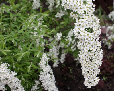 Спирея серая "Грефшейм"