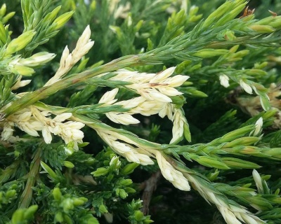 Можжевельник горизонтальный "Андорра Вариегата"