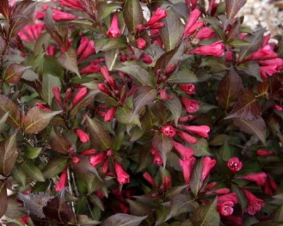 Вейгела цветущая "Naomi Campbell"