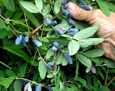 Жимолость "Лакомка"