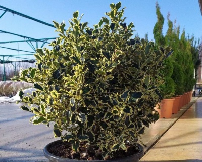 Падуб  остролистный  "Аргентеа маргината"