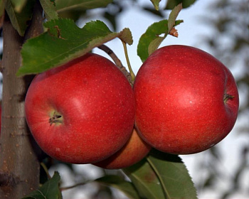 Яблоня "Лучезарное"