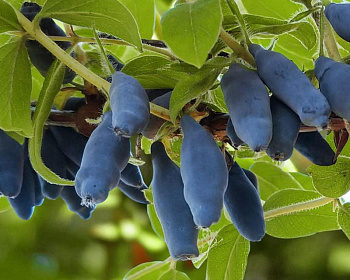 Жимолость "Павловская сладкая"