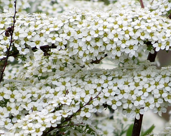 Спирея ниппонская «Сноумаунд»