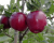 Яблоня "Дарунок"