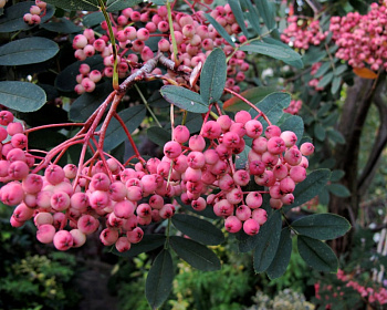 Рябина сладкоплодная "Пинк"