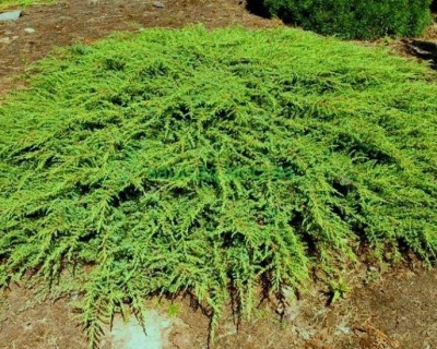 Можжевельник обыкновенный "Грин Карпет"
