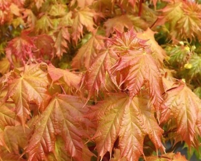 Клен остролистный "Голден Глоб"