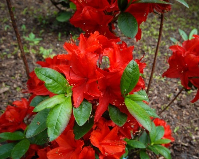 Азалия крупноцветковая "Фейерверк"