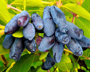 Жимолость "Морена крупноплодная"