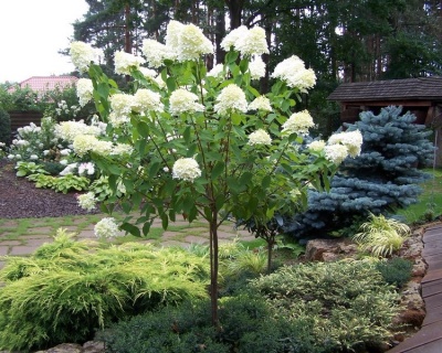 Гортензия метельчатая "Лаймлайт" (штамбовая форма)