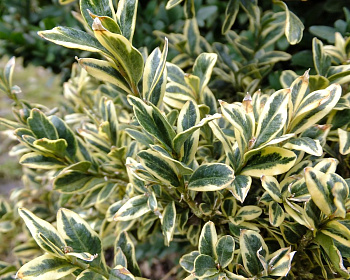 Самшит вечнозеленый «Элегантиссима»