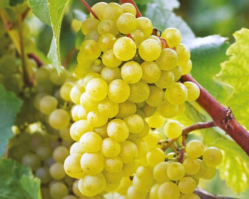 Виноград "Амурский белый"