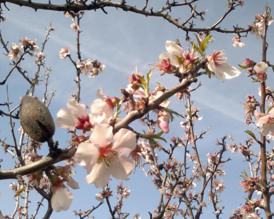 Миндаль "Антик"