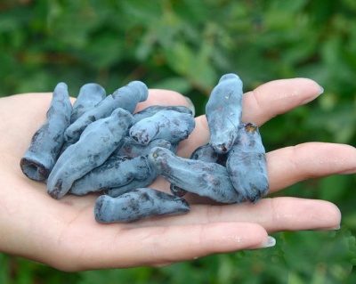 Жимолость "Бакчарский великан"