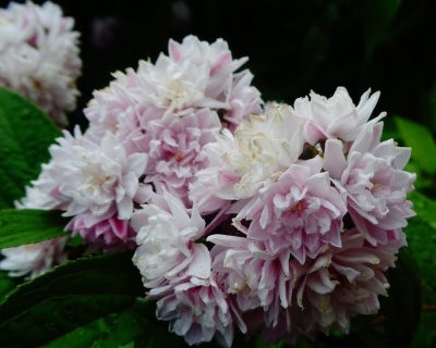 Дейция гибридная "Пинк Пом Пом" (Pink Pom-Pom)