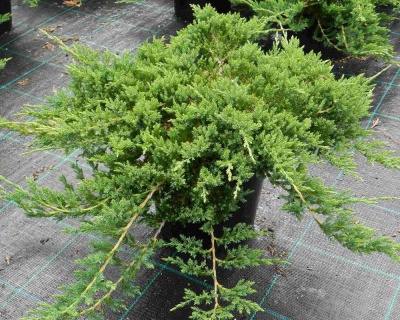 Можжевельник горизонтальный "Принц Уэльский"