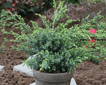 Можжевельник Китайский "Блю Альпс"