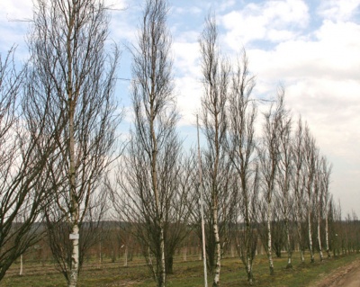 Береза бородавчатая "Фастигиата"