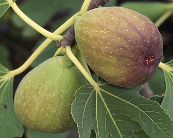 Инжир "Брунсвик"