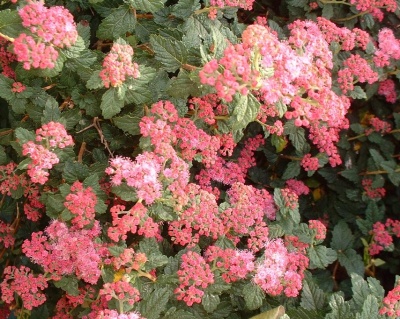 Спирея японская "Булата"