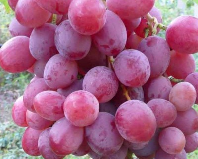 Виноград "Минский розовый"