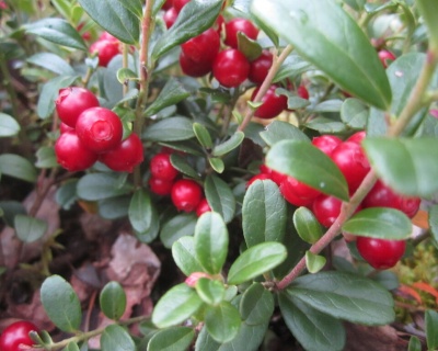 Брусника "Ред Перл"