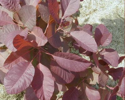 Скумпия "Рубрифолиус" (Rubrifolius)