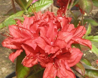 Азалия крупноцветковая "Долоросо"