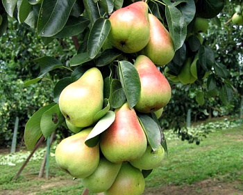 Груша колоновидная "Сапфира"