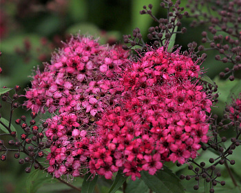 Спирея японская "Дартс Ред"