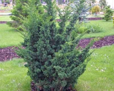 Можжевельник Китайский "Блаув"