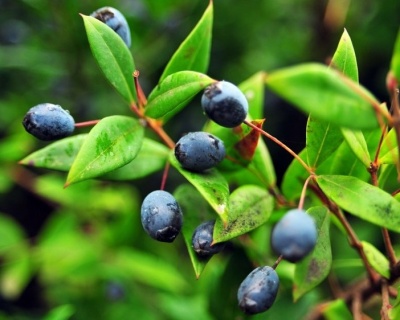 Жимолость "Сластена"