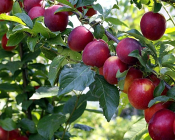 Нектарин "Фантазия"