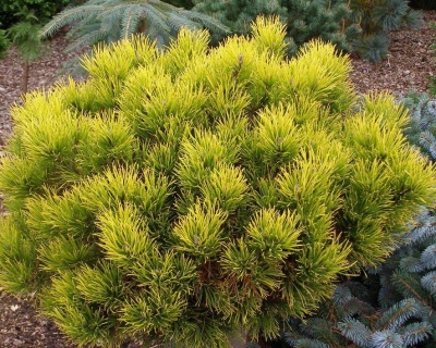 Сосна горная "Винтер Голд"