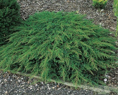 Можжевельник обыкновенный "Грин Карпет"