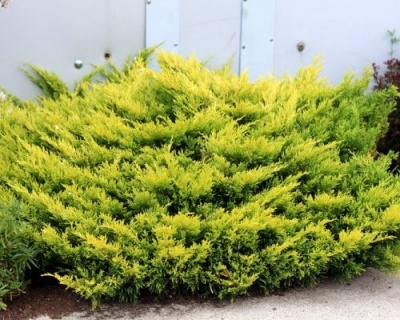 Можжевельник горизонтальный "Лаймглоу"