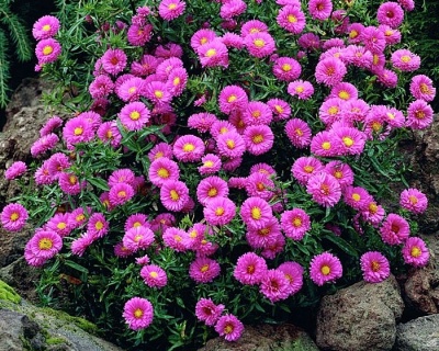 Астра новобельгийская "Патрисия Баллард"