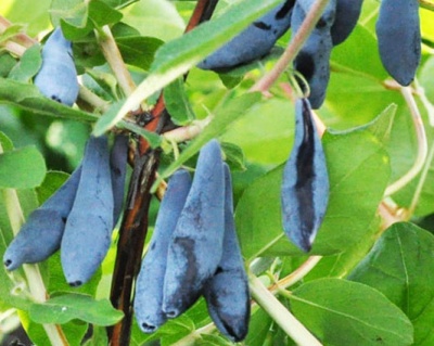 Жимолость "Длинноплодная"