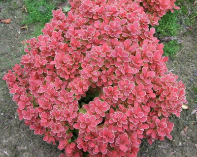 Барбарис Тунберга "Ruby Star"