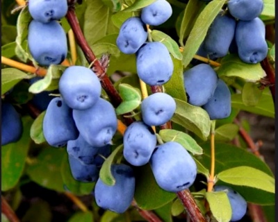 Жимолость "Золушка"