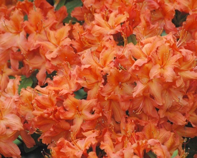 Азалия крупноцветковая "Голден Игл"