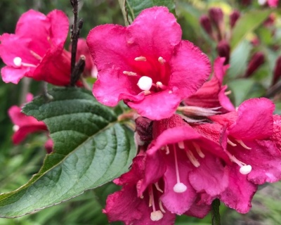 Вейгела гибридная "Bristol Ruby"