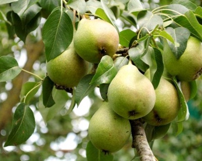 Груша колоновидная "Нежность"