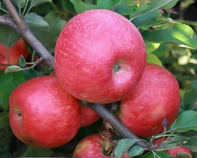 Яблоня "Хоней (Хани) Крисп" 