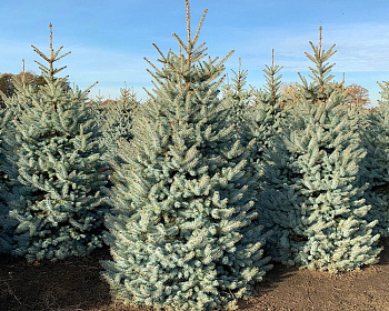 Ель колючая "Эдит"
