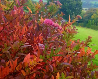 Спирея японская "Голдфлейм"