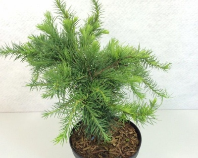 Лиственница Европейская "Литл Богл"